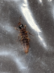 Taxiplagus abnormalis