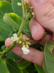 Dendrolobium umbellatum