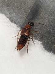 Taxiplagus abnormalis