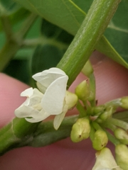 Dendrolobium umbellatum
