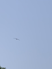 Aves