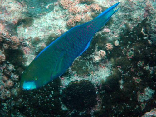 Scarus viridifucatus observed 2022-10-30