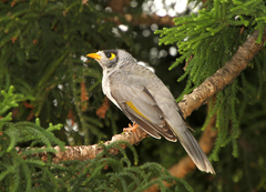 Manorina melanocephala