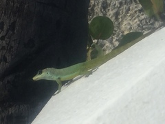 Anolis extremus