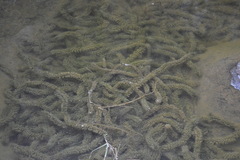 Hydrocharitaceae
