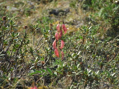 Astragalus tugarinovii