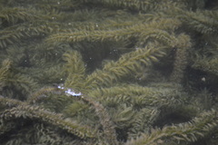 Hydrocharitaceae