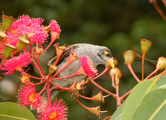Manorina melanocephala