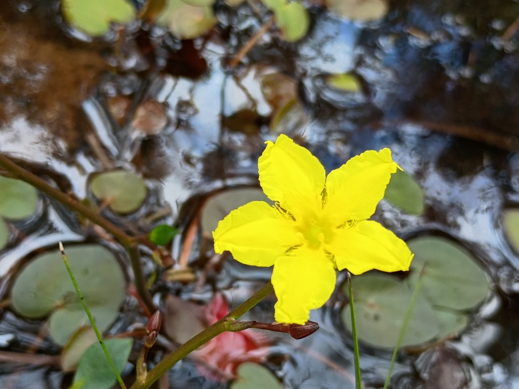 Ornduffia reniformis (Ornduffia reniformis)