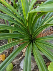 Pandanus dubius