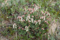 Astragalus tugarinovii