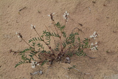 Astragalus tugarinovii