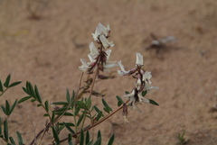 Astragalus tugarinovii