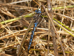 Rhionaeschna californica