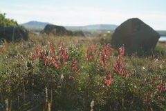 Astragalus tugarinovii