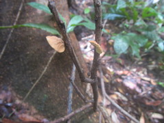 Marasmius tenuissimus