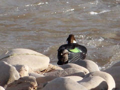 Speculanas specularis