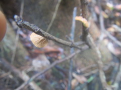 Marasmius tenuissimus