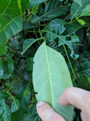 Tarenna sambucina
