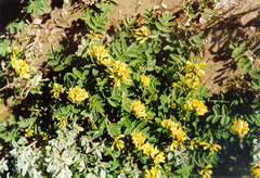 Astragalus umbellatus