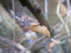 Marasmius tenuissimus