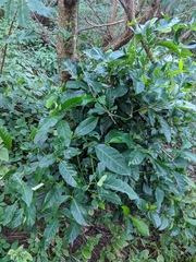 Tarenna sambucina