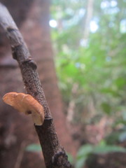 Marasmius tenuissimus