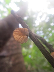 Marasmius tenuissimus