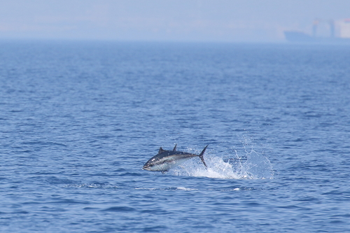 Atlantic bluefin tuna