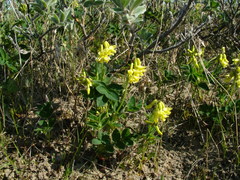 Astragalus umbellatus
