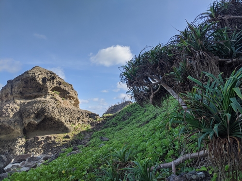Pandanus tectorius observed 2020-01-14