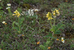 Astragalus umbellatus