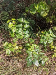 Jasminum marianum
