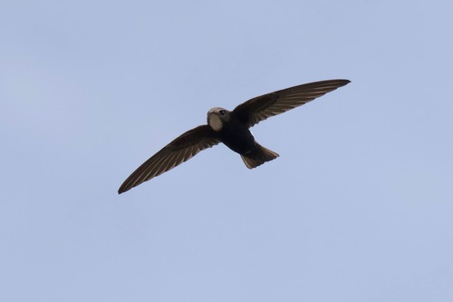 Little Swift