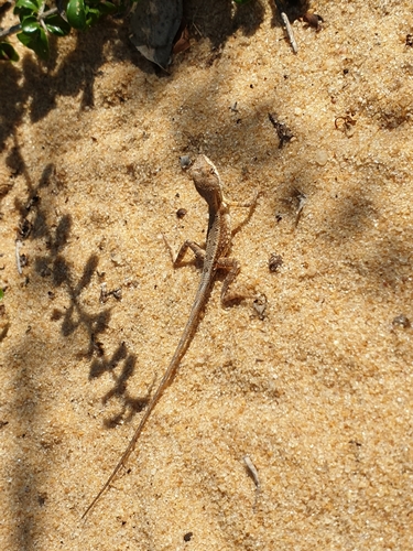 Devaka’s Fan-throated Lizard, Sitana devakai