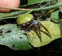 Araneus apricus