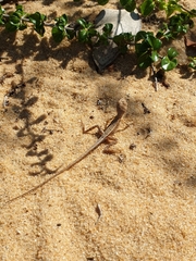 Sitana devakai
