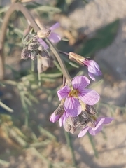 Cakile arabica