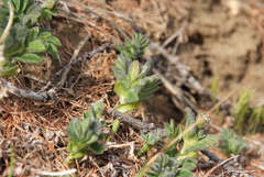 Astragalus umbellatus