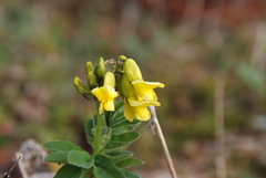 Astragalus umbellatus