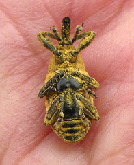 Gasteroclisus