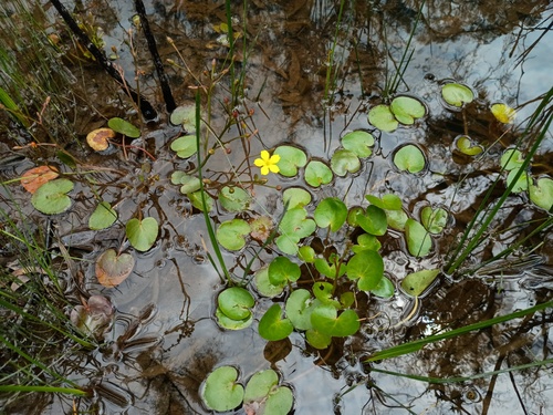 Ornduffia reniformis (Ornduffia reniformis)