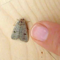 Caradrina kadenii