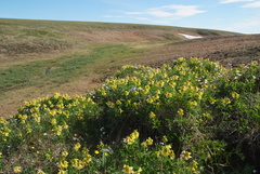 Astragalus umbellatus