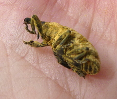 Gasteroclisus