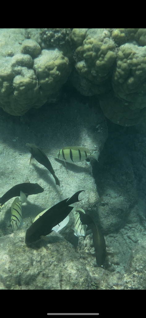 Convict surgeonfish