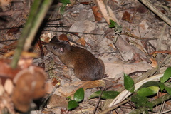 Guyenne Spiny-Rat photo 4