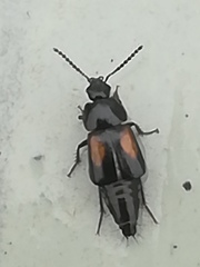 Tachinus subterraneus