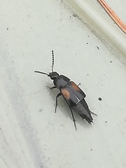 Tachinus subterraneus