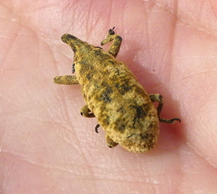Gasteroclisus